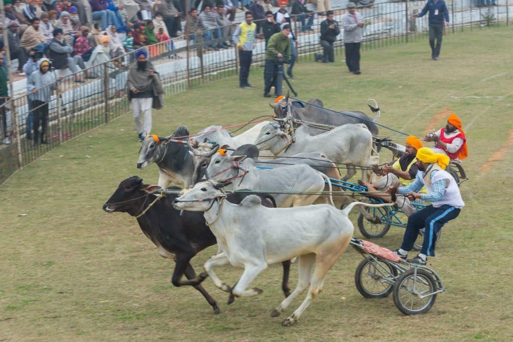 3 participants races a traditional bullock cart pulled by 2 white oxen during the Kila Raipur Rural Olympics, a rural sporting festival held in Punjab.